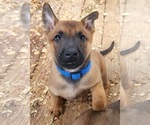 Small Photo #5 Belgian Malinois Puppy For Sale in MARION, LA, USA