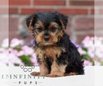 Small #3 Yorkshire Terrier
