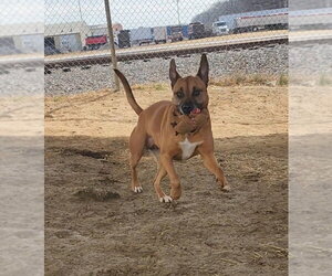 Melody - Female Boxer-Unknown Mix Dog for Adoption - Photo #3