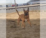 Small Photo #3 Boxer-Unknown Mix Puppy For Sale in Evansville, IN, USA