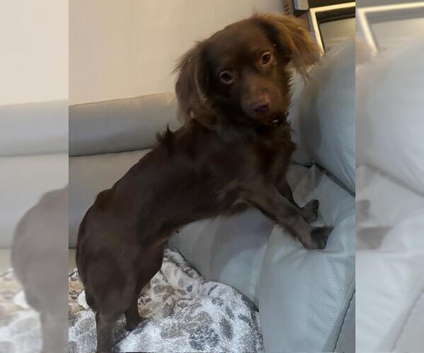 Medium Photo #2 Chihuahua-Unknown Mix Puppy For Sale in Los Angeles, CA, USA