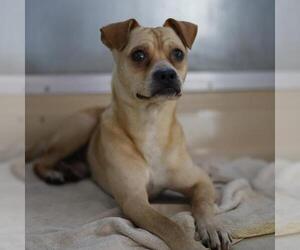 Mutt Dogs for adoption in San Antonio, TX, USA