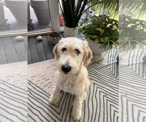Mutt Dogs for adoption in Greenville, SC, USA