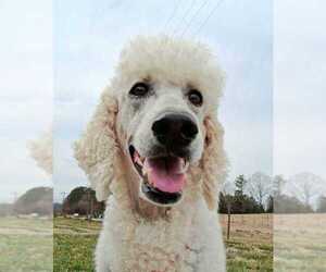 Poodle (Standard) Dogs for adoption in Pacolet, SC, USA