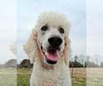 Small Poodle (Standard)