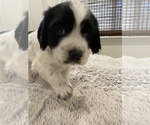 Small Photo #11 Cocker Spaniel Puppy For Sale in LAS CRUCES, NM, USA
