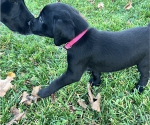 German Shorthaired Lab Litter for sale in WINONA, MN, USA