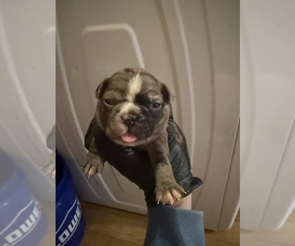 Medium Photo #9 Boston Terrier Puppy For Sale in BUCHANAN, VA, USA