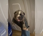 Small #8 Boston Terrier
