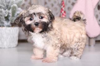 Yorkie-ton Puppy for sale in MOUNT VERNON, OH, USA