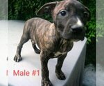 Small Photo #10 American Pit Bull Terrier Puppy For Sale in POPLAR BLUFF, MO, USA