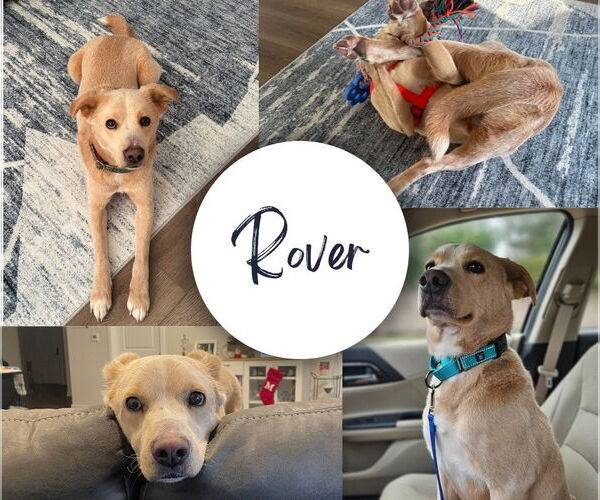 Medium Photo #6 Mutt Puppy For Sale in Woodbury, NY, USA