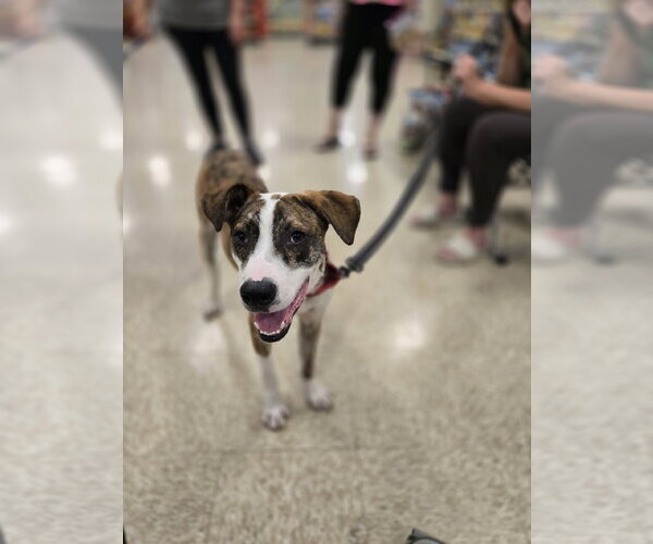 Medium Photo #9 Mutt Puppy For Sale in Minneapolis, MN, USA