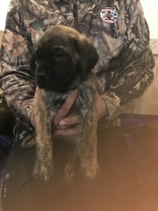 Mastiff Puppy for sale in ROCHESTER, OH, USA