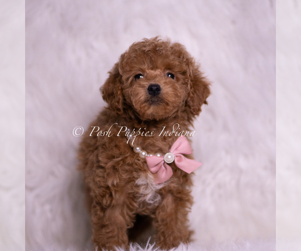 Medium Photo #2 Maltipoo (Miniature) Puppy For Sale in WARSAW, IN, USA