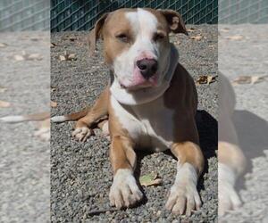 Mutt Dogs for adoption in Woodland, CA, USA