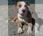 *HULK - Male Mutt Dog for Adoption - Small photo