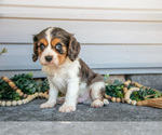 Small #2 Cavalier King Charles Spaniel