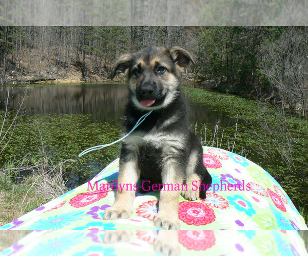 Medium Photo #5 German Shepherd Dog Puppy For Sale in PIEDMONT, MO, USA
