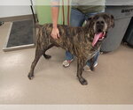 Hank - Male Great Dane Dog for Adoption - Small photo