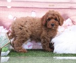 Small #1 Goldendoodle