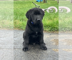 Labsky Puppy for sale in CANFIELD, OH, USA