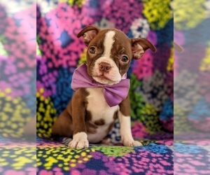 Boston Terrier Puppy for sale in EPHRATA, PA, USA