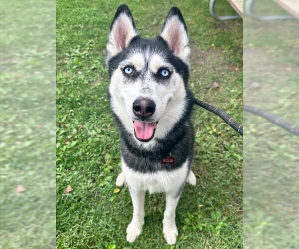 Medium Photo #4 Siberian Husky Puppy For Sale in Woodland, CA, USA