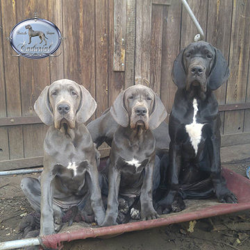 Medium Photo #1 Great Dane Puppy For Sale in PAWLET, VT, USA