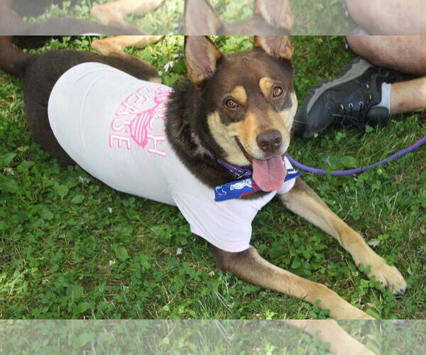 Medium Photo #1 Mutt Puppy For Sale in Lockport, NY, USA