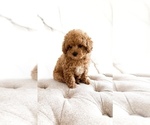 Puppy Choco Poodle (Toy)