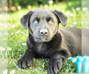 Labrador Retriever-Unknown Mix Dogs for adoption in San Diego, CA, USA