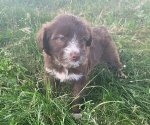 F2 Aussiedoodle-Goldendoodle Mix Puppy for Sale in WARREN, Michigan USA