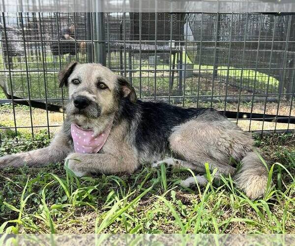 Medium Photo #3 Mutt Puppy For Sale in Abbeville, LA, USA