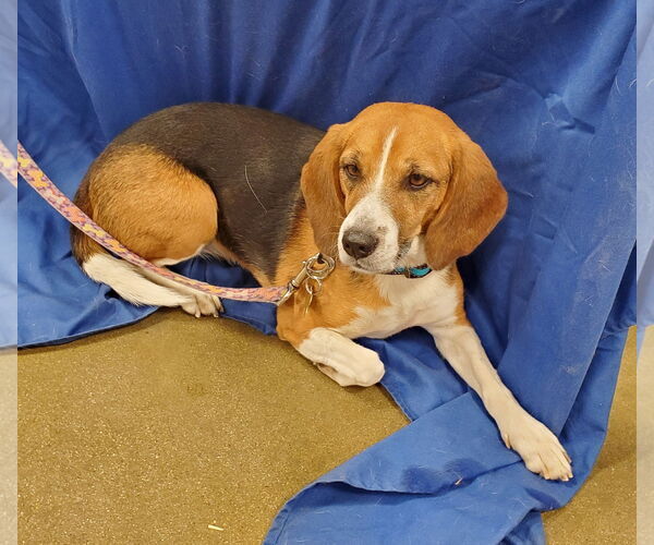 Medium Photo #3 Beagle Puppy For Sale in Tucson, AZ, USA