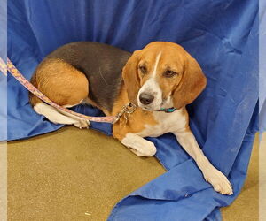 Tika - Female Beagle Dog for Adoption - Photo #3