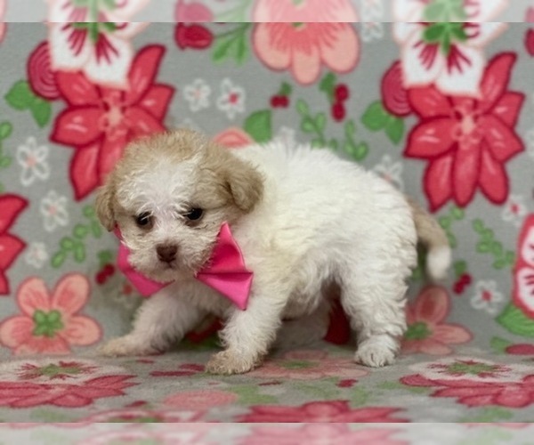 Medium Photo #3 ShihPoo Puppy For Sale in LANCASTER, PA, USA