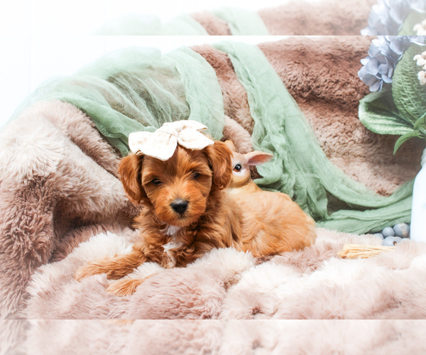 Medium Photo #1 Sheepadoodle Puppy For Sale in FAYETTEVILLE, NC, USA