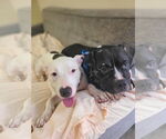 Small #5 American Pit Bull Terrier Mix