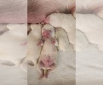 Small #2 Labrador Retriever