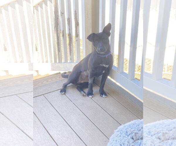 Medium Photo #9 Staffordshire Bull Terrier-Unknown Mix Puppy For Sale in San Diego, CA, USA