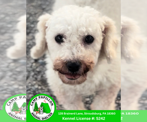 Bichon Frise Dogs for adoption in Stroudsburg, PA, USA