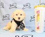 Small Photo #15 Mal-Shi Puppy For Sale in LAS VEGAS, NV, USA