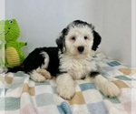 Small #2 Miniature Bernedoodle