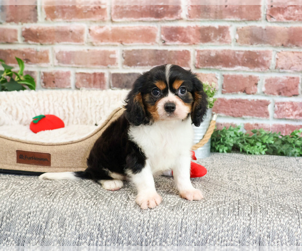 Medium Photo #5 Cavalier King Charles Spaniel Puppy For Sale in SYRACUSE, IN, USA