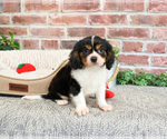 Small #4 Cavalier King Charles Spaniel