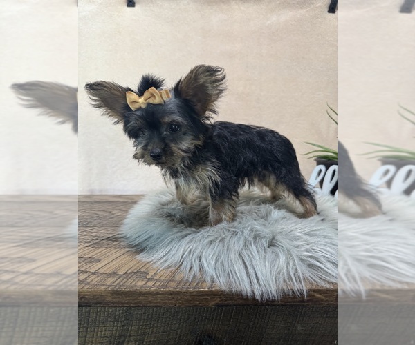 Medium Photo #5 YorkiePoo Puppy For Sale in NAPPANEE, IN, USA
