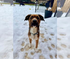 Beagle-Unknown Mix Dogs for adoption in Germantown, OH, USA