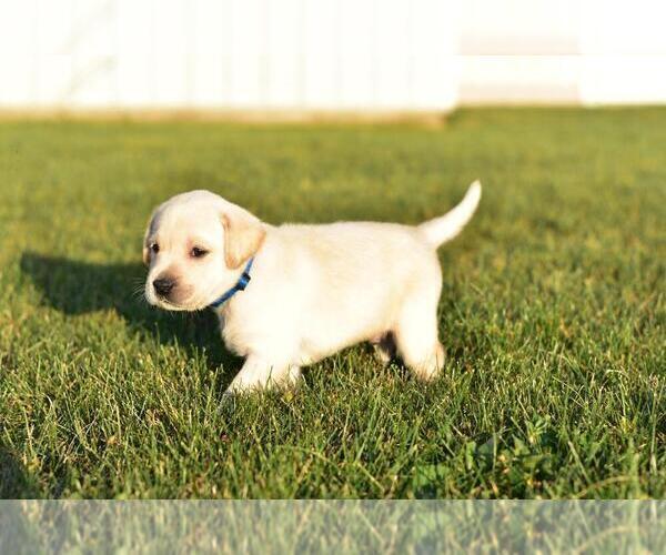 Medium Photo #3 Labrador Retriever Puppy For Sale in KALONA, IA, USA