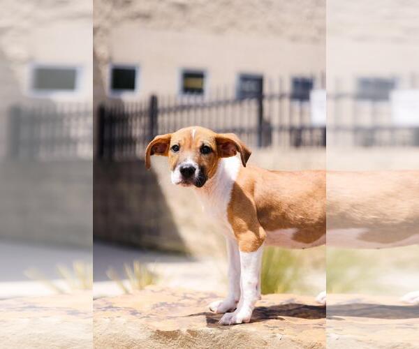 Medium Photo #4 Labrador Retriever-Unknown Mix Puppy For Sale in Rockwall, TX, USA